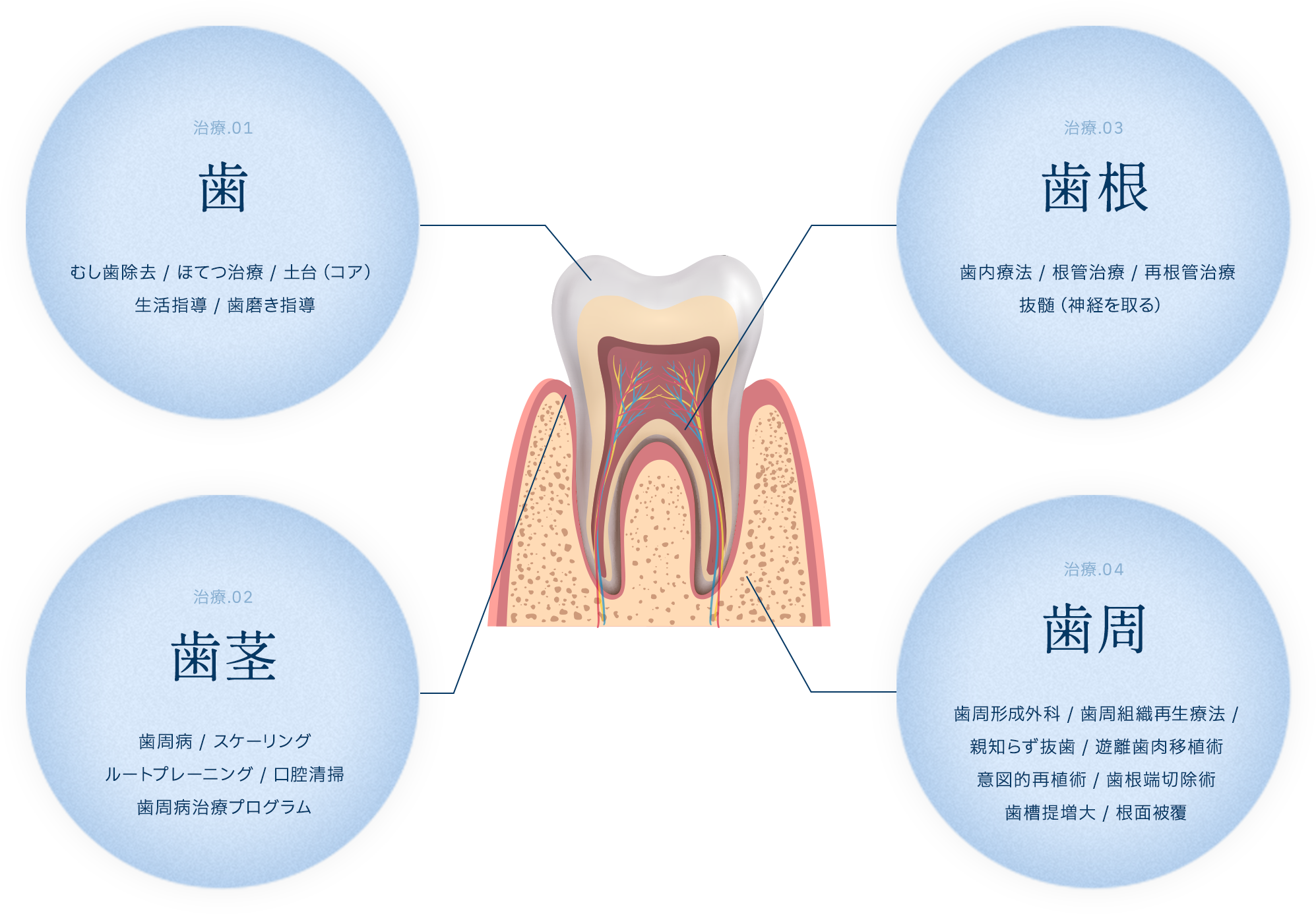 歯の構造を理解し、丁寧に疾患部を治療する